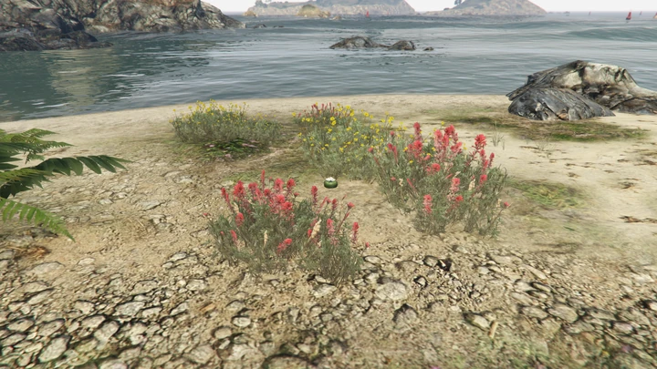 Peyote Plant #64