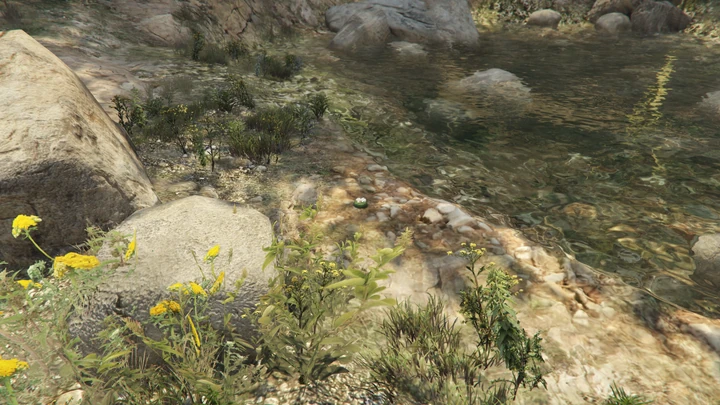 Peyote Plant #73