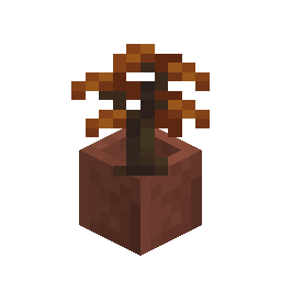Potted Poplar Sapling