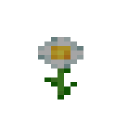 Oxeye Daisy