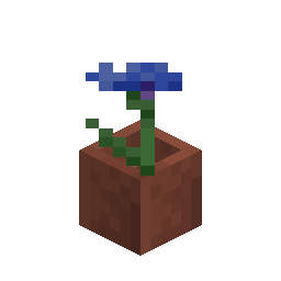 Potted Cornflower