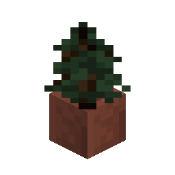 Potted Spruce Sapling