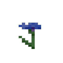 Cornflower