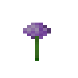 Allium