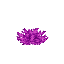 Bubble Coral Fan