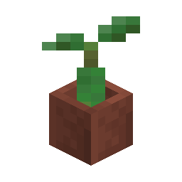 Potted Mangrove Propagule
