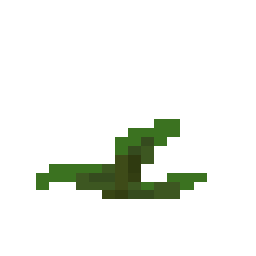 Kelp