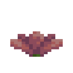 Cactus Flower