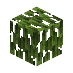 Mangrove Leaves