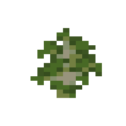 Birch Sapling