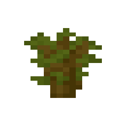 Acacia Sapling
