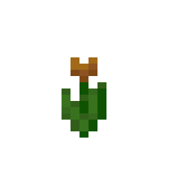 Orange Tulip