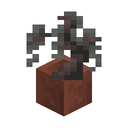Potted Pale Oak Sapling