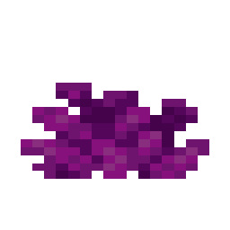 Bubble Coral