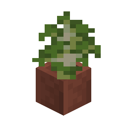 Potted Birch Sapling