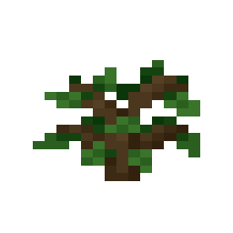 Oak Sapling