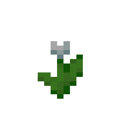 White Tulip