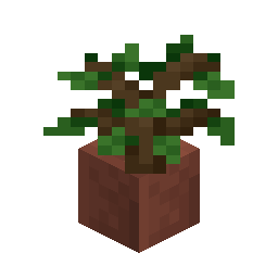 Potted Oak Sapling