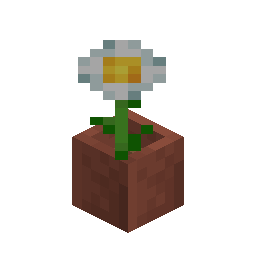 Potted Oxeye Daisy