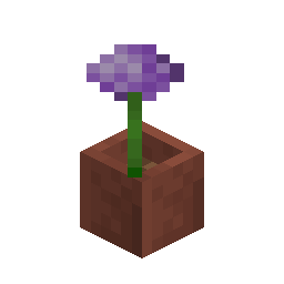 Potted Allium