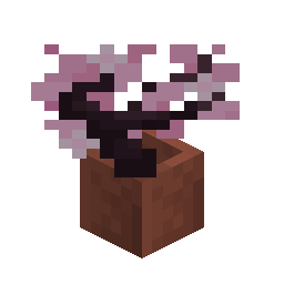 Potted Cherry Sapling