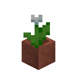 Potted White Tulip
