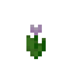 Pink Tulip