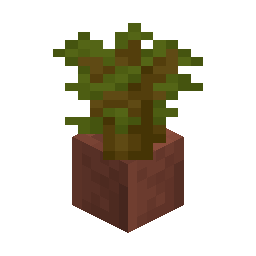 Potted Acacia Sapling
