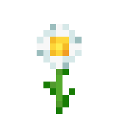 Oxeye Daisy