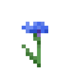 Cornflower