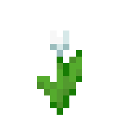 White Tulip