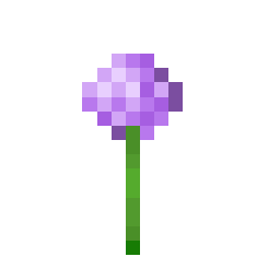 Allium