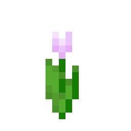 Pink Tulip