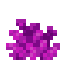 Bubble Coral