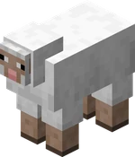 Sheep