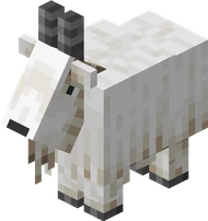 Goat