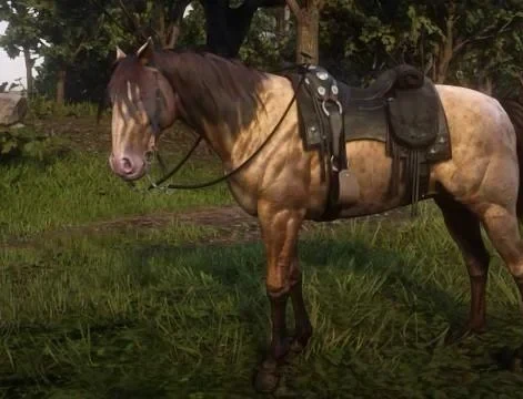 Amber Champagne Missouri Fox Trotter