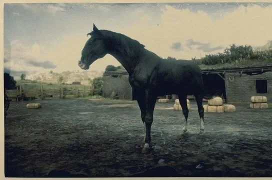 Black Kentucky Saddler
