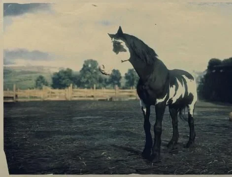 Black Overo Mustang