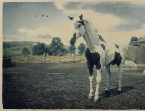 Black Tovero Missouri Fox Trotter