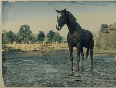 Black Turkoman