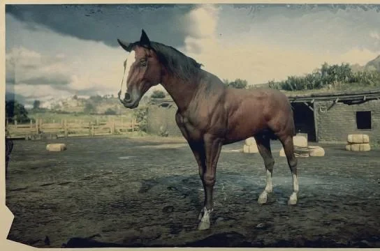 Blood Bay Thoroughbred