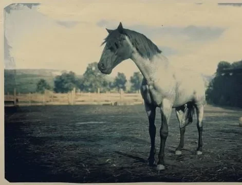 Blue Roan Missouri Fox Trotter