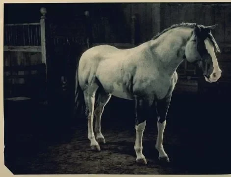 Blue Roan Overo Criollo