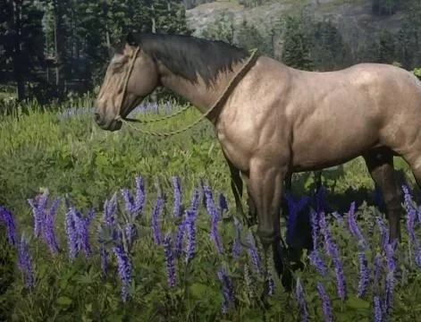 Buckskin American Standardbred