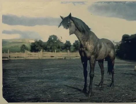 Buckskin Brindle Missouri Fox Trotter