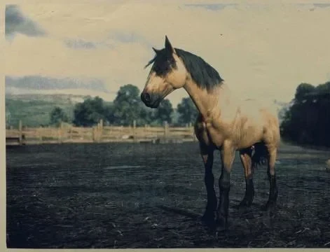 Buckskin Mustang