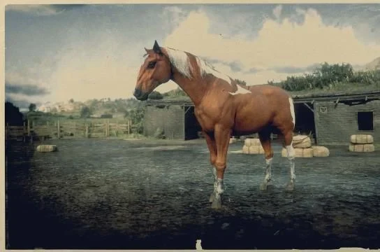 Chestnut Pinto Kentucky Saddler