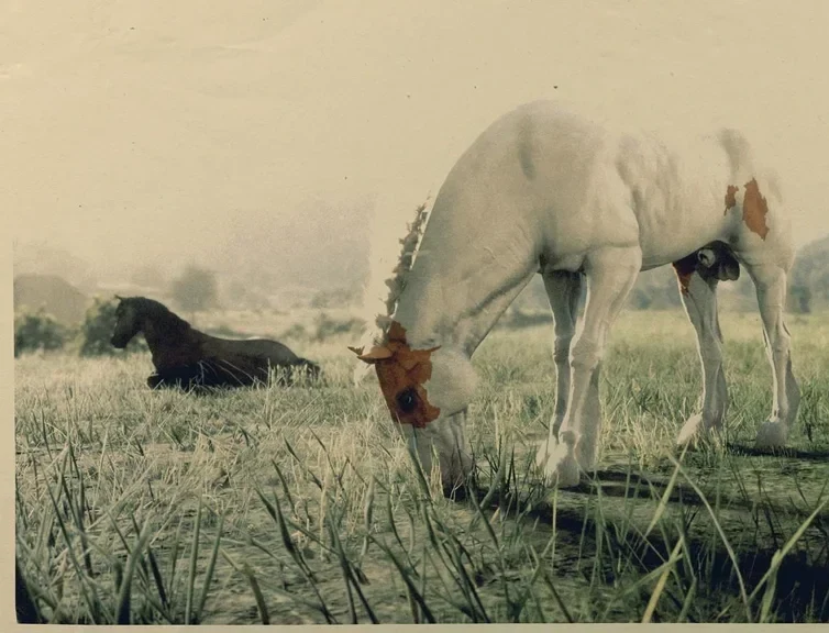 Chestnut Tovero Mustang