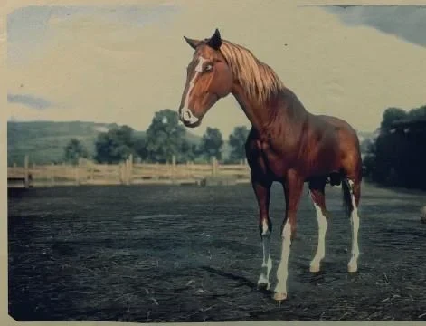 Chestnut Turkoman